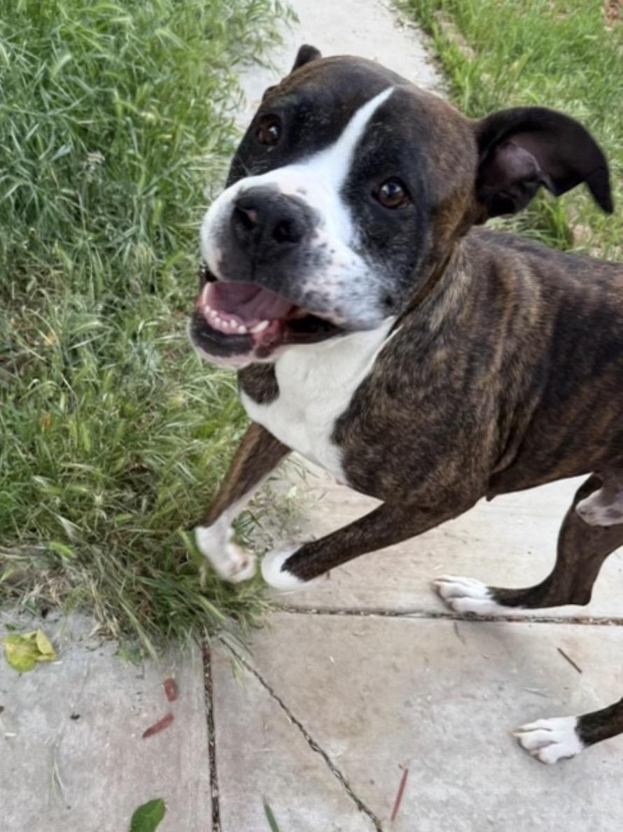 Mamba, a ADOPTABLE mixed breed in Tarzana, CA image 4/4