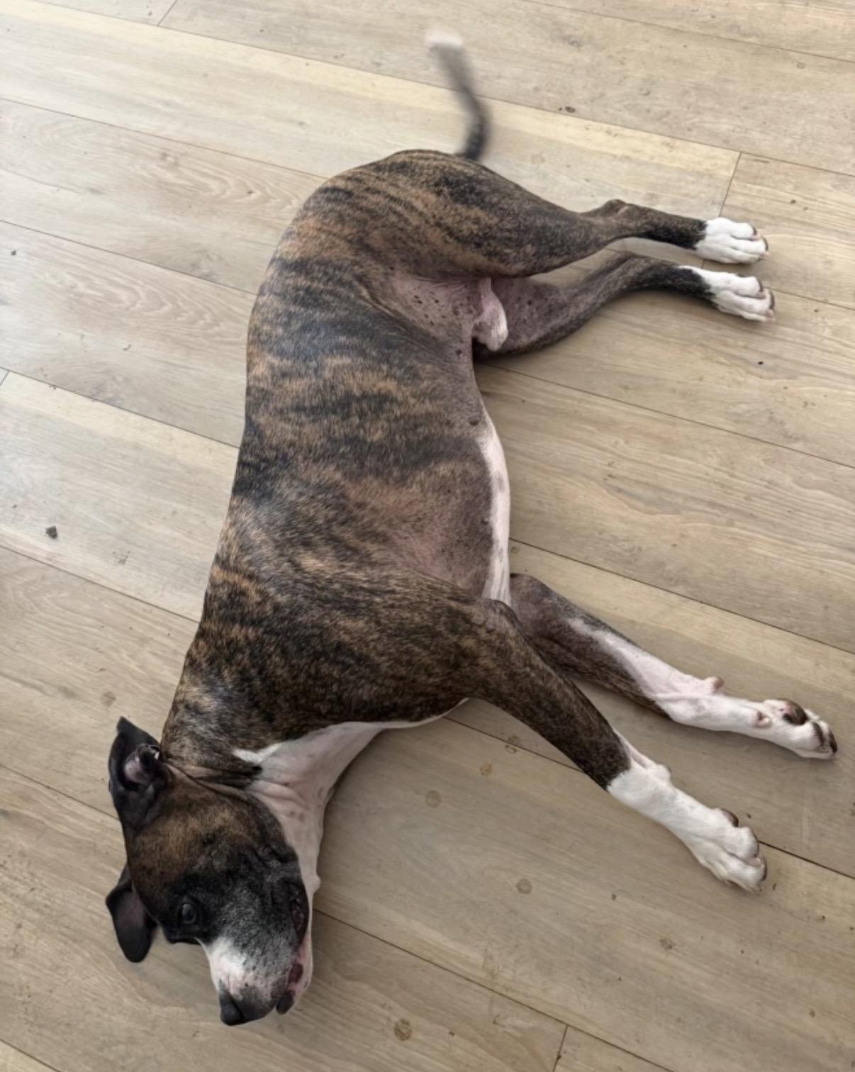 Mamba, a ADOPTABLE mixed breed in Tarzana, CA image 2/4