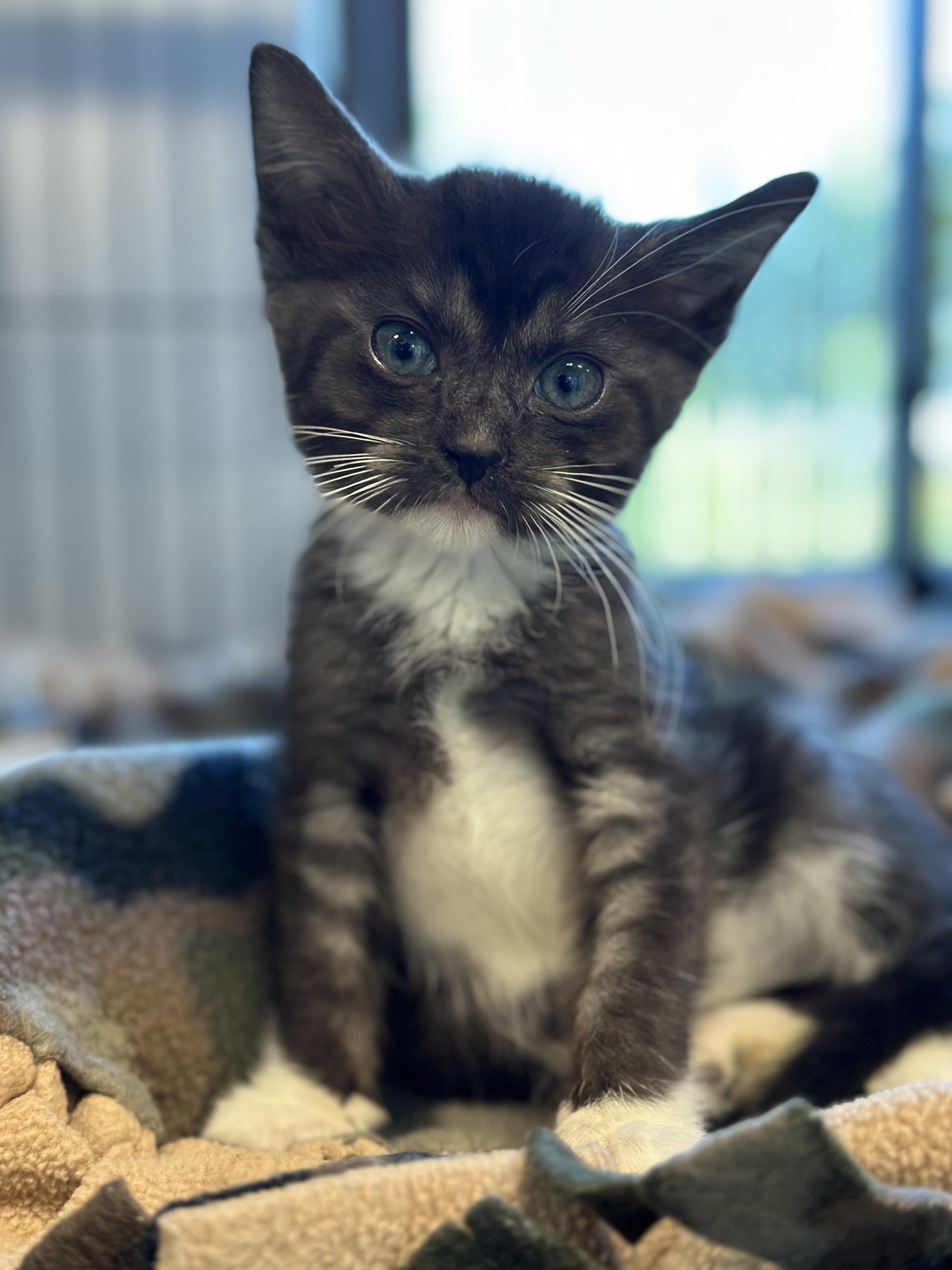 Baritone, adopted, Kitten Female Domestic Short Hair.