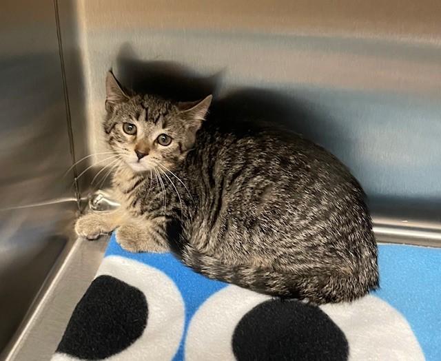 Enlarge Beth, a ADOPTABLE Domestic Short Hair in Prudenville, MI image 1/1