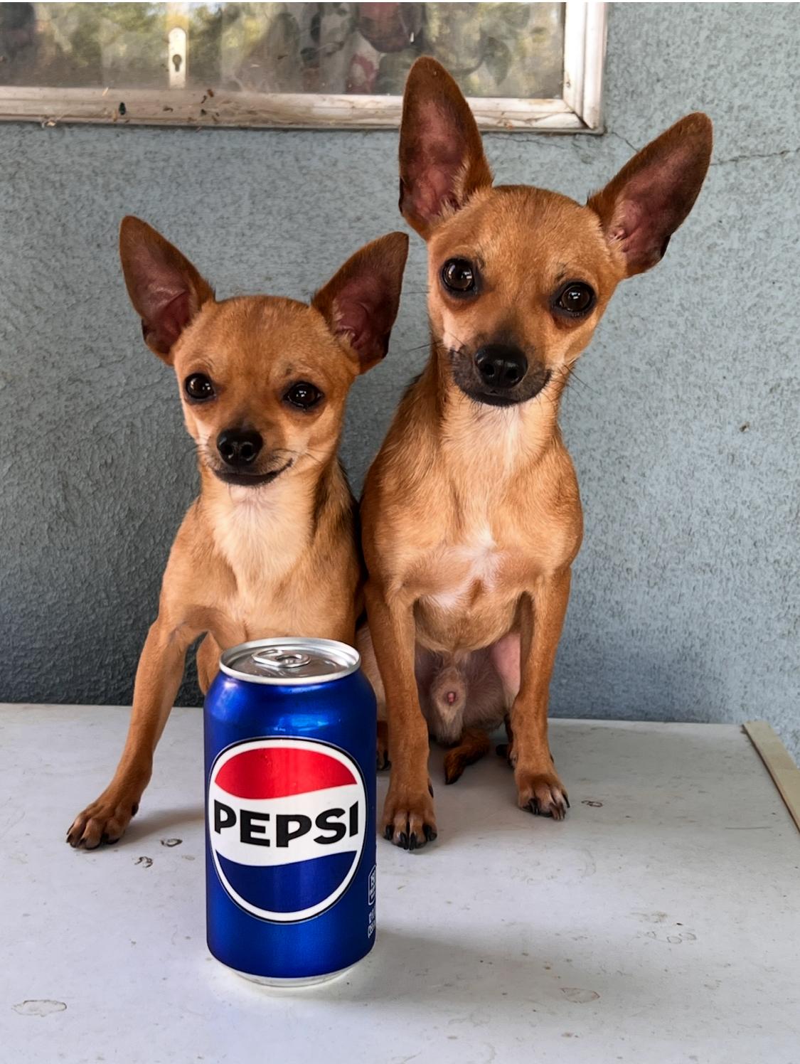 Enlarge Squeaker and Tri UPDATE! 4/18, a Adopted Chihuahua in Bakersfield, CA image 1/2