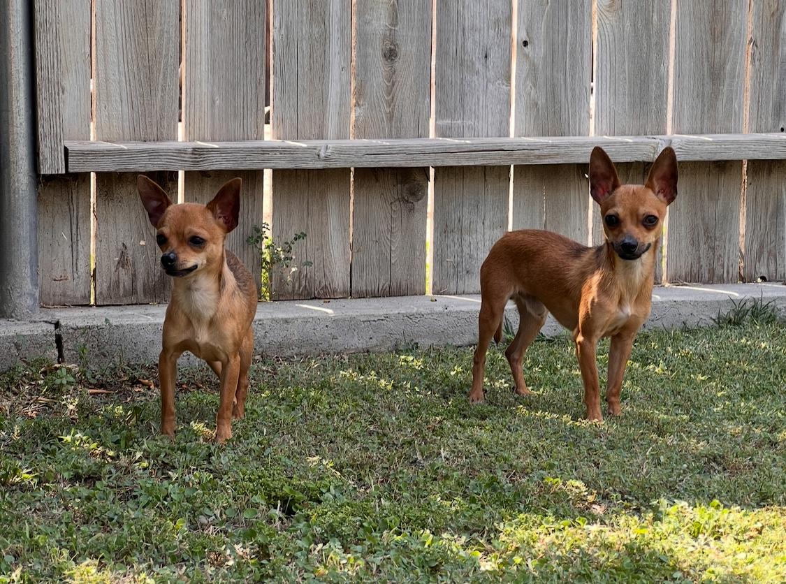 Enlarge Squeaker and Tri UPDATE! 4/18, a Adopted Chihuahua in Bakersfield, CA image 2/2