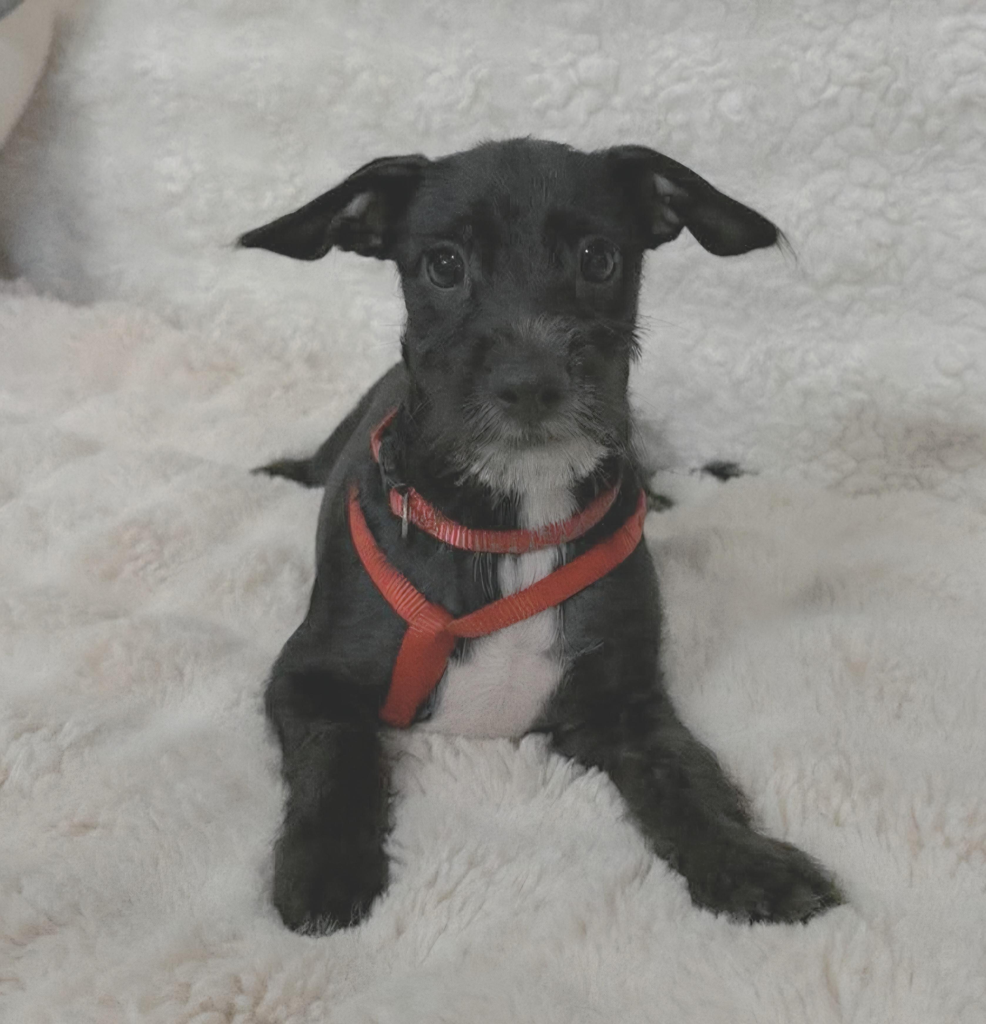 Pumba, Adoptable, Young Male Chihuahua & Pomeranian.