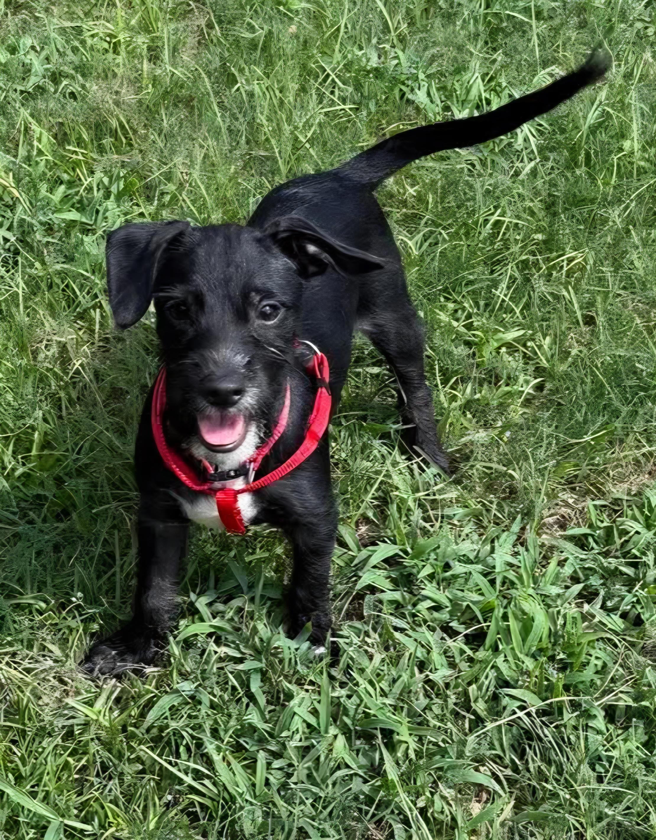 Enlarge Pumba, a Adoptable mixed breed in Guilford, CT image 5/6