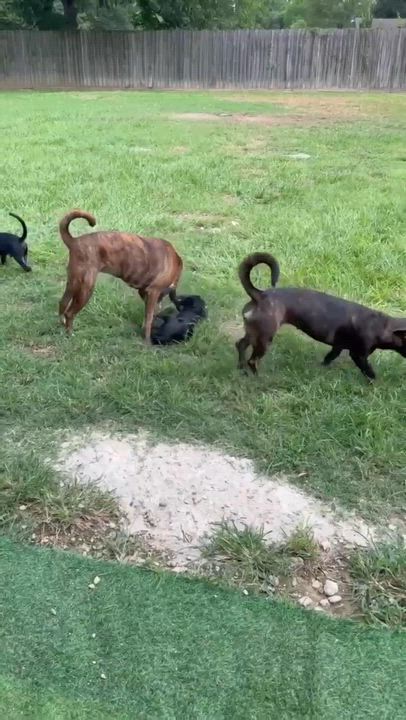 Enlarge Pumba, a Adoptable mixed breed in Guilford, CT video 4/6