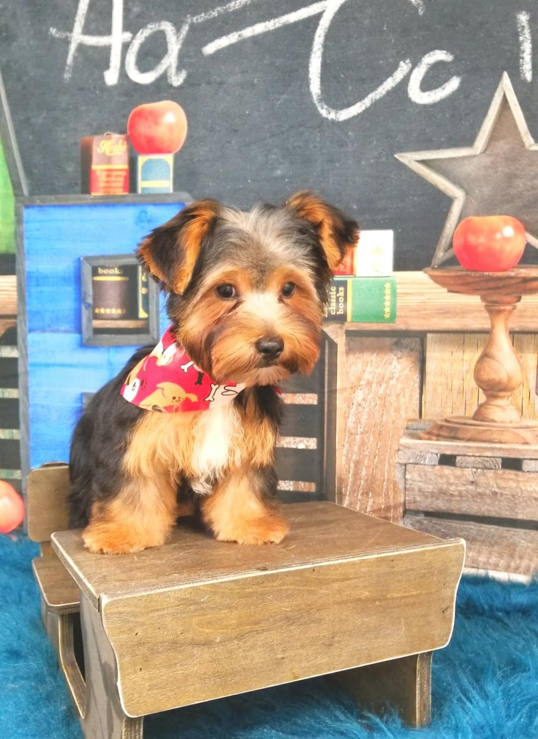 Enlarge Big Ben, a Adopted Yorkshire Terrier in Phenix City, AL image 1/1