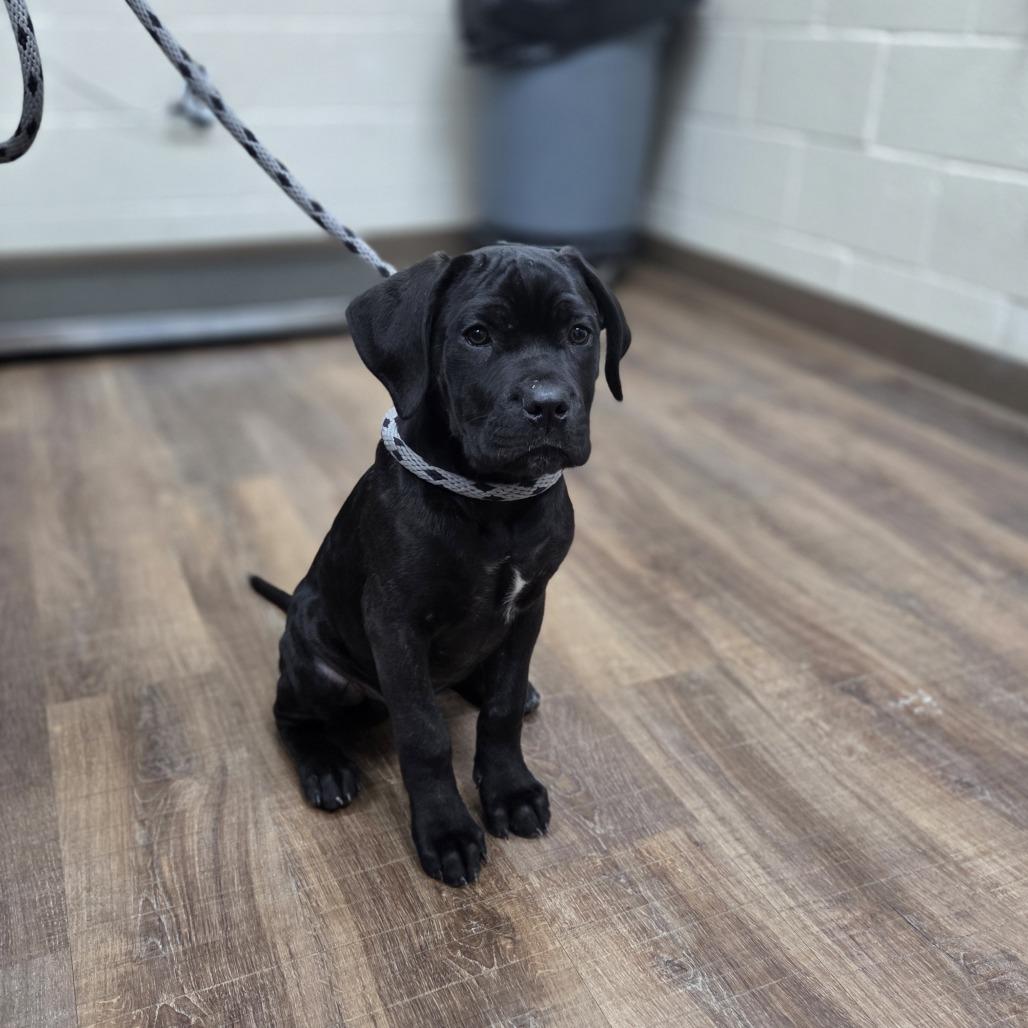 Enlarge Kingfisher, a Adoptable mixed breed in Incline Village, NV image 1/1