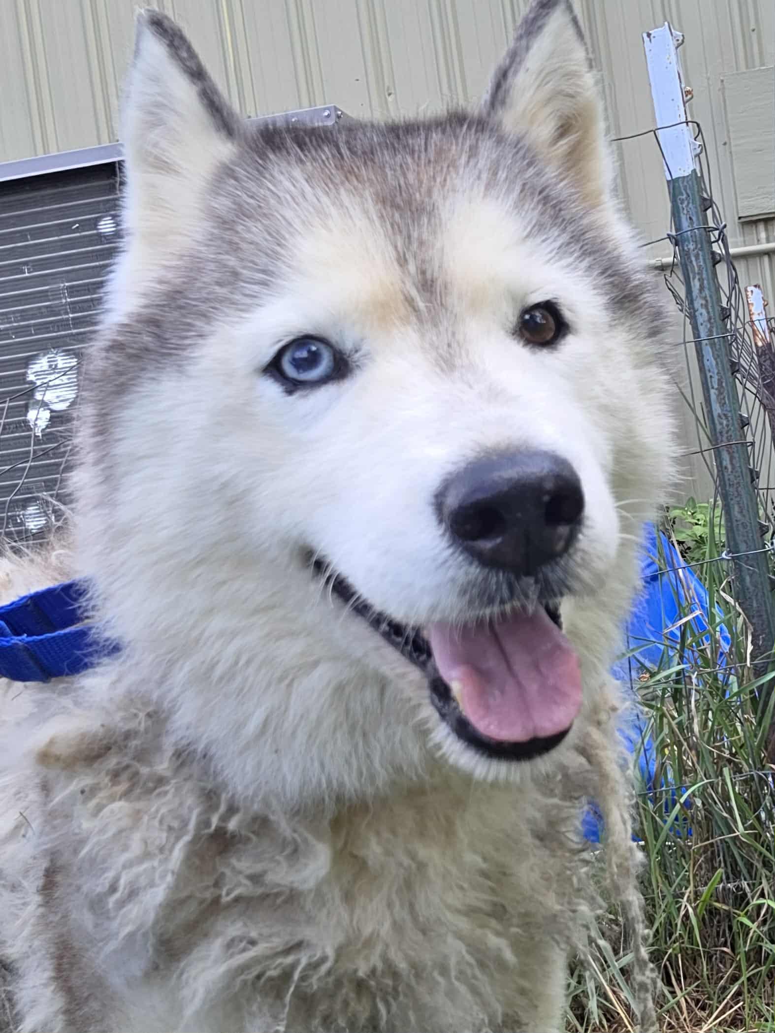 Dakota