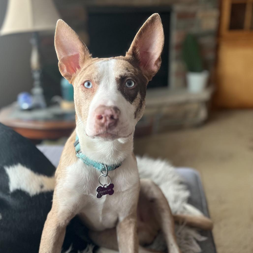 Mont Blanc, Adoptable, Young Male Husky & Catahoula Leopard Dog.