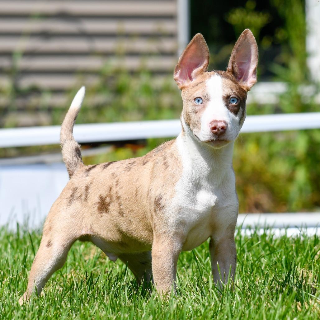 Mont Blanc, a Adoptable mixed breed in Crystal, MN image 2/4