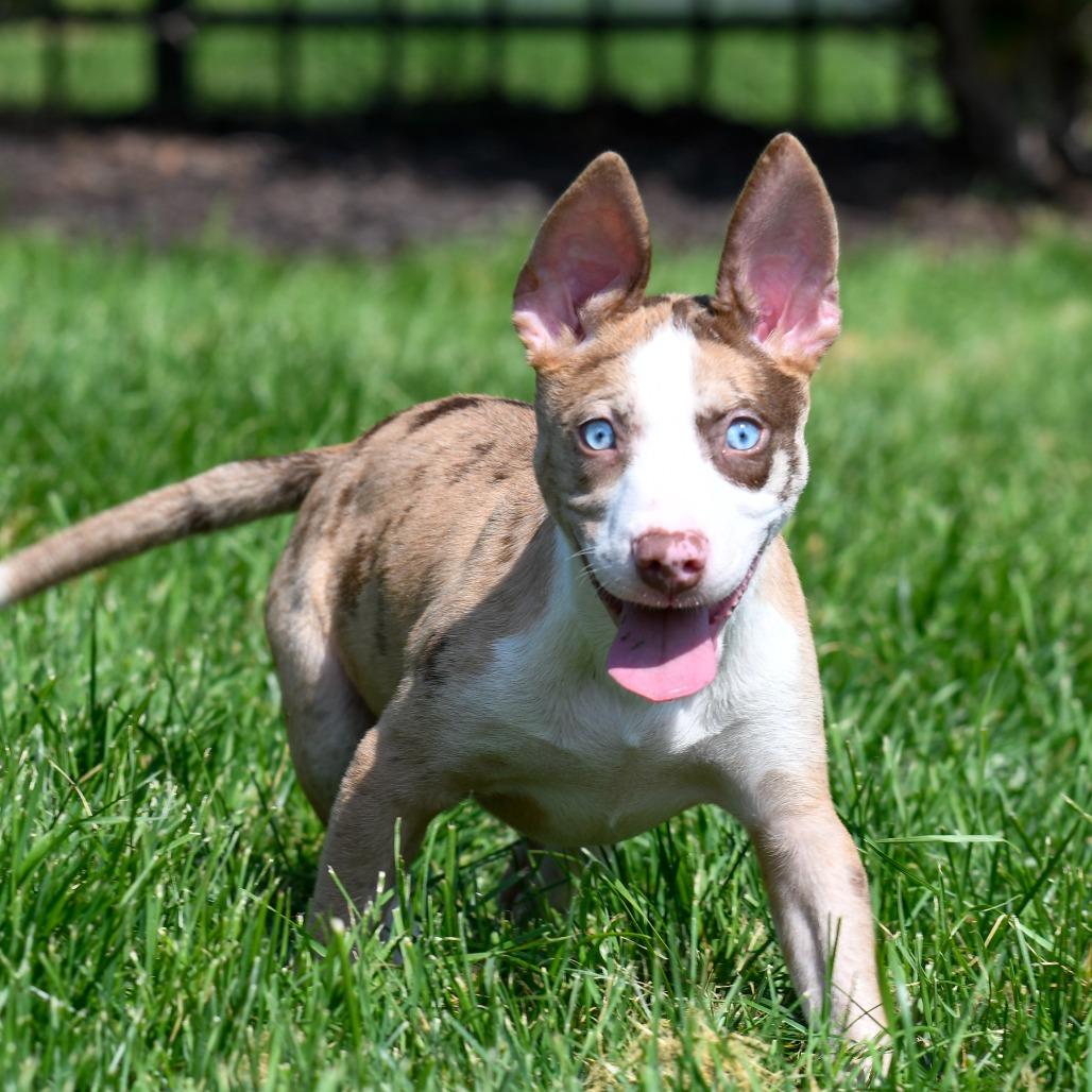 Mont Blanc, a Adoptable mixed breed in Crystal, MN image 3/4