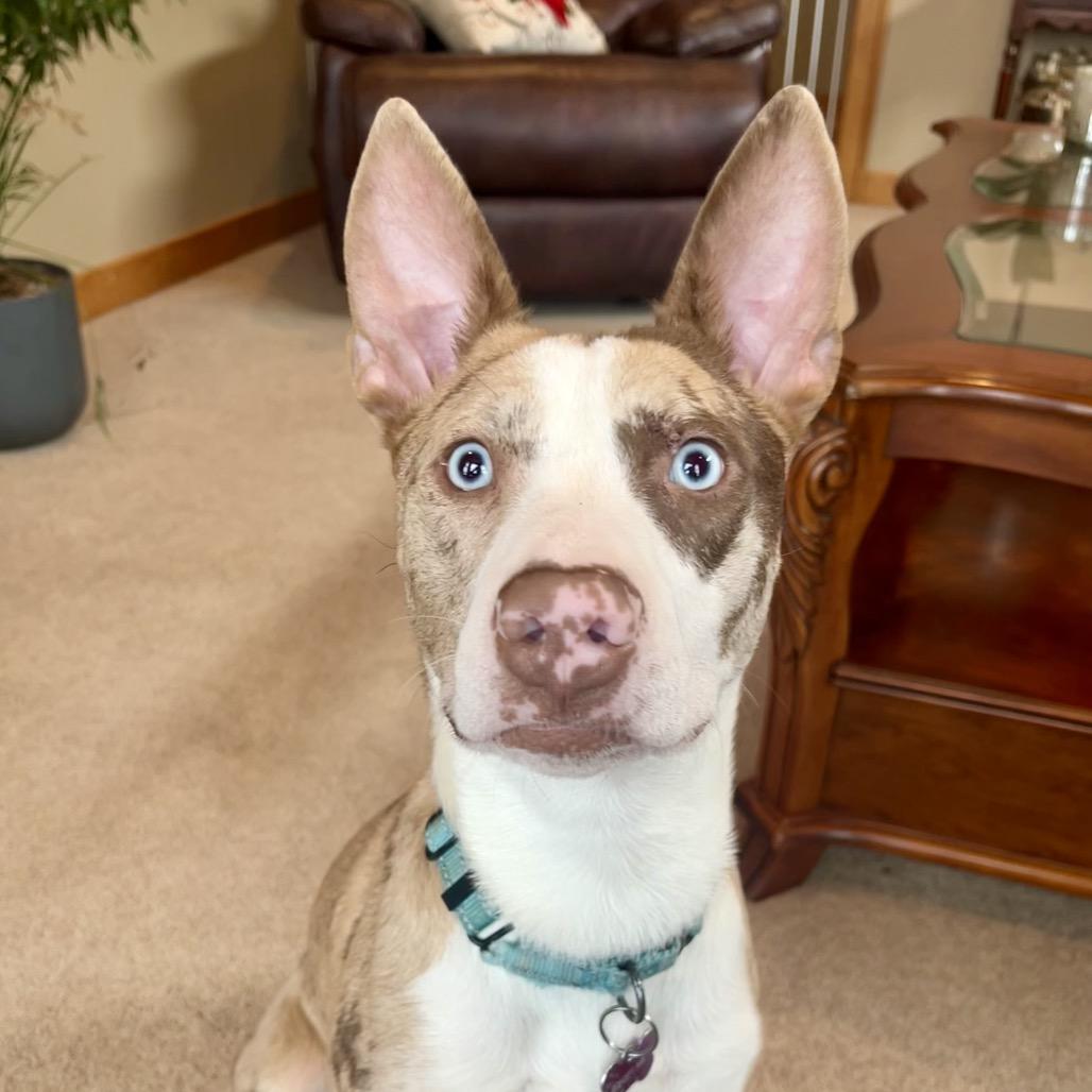 Mont Blanc thumbnail 6