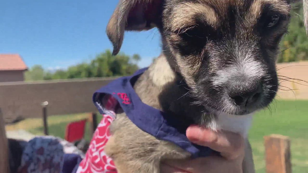 Enlarge Pepper, a Adopted mixed breed video 6/11