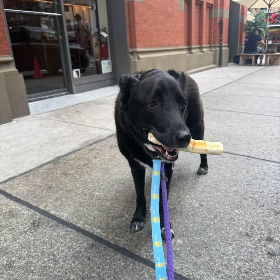 Enlarge Obi, a Adoptable mixed breed in New York, NY image 1/6