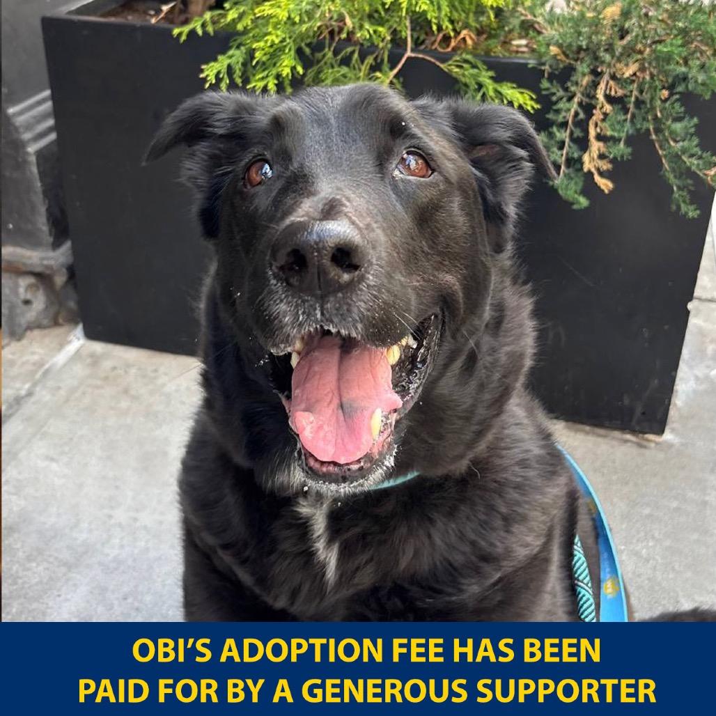 Enlarge Obi, a Adoptable mixed breed in New York, NY image 3/6