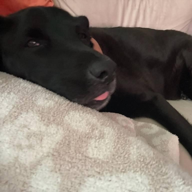Enlarge Obi, a Adoptable mixed breed in New York, NY image 5/6