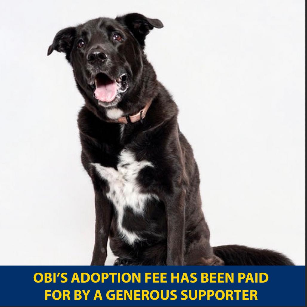 Enlarge Obi, a Adoptable mixed breed in New York, NY image 6/6