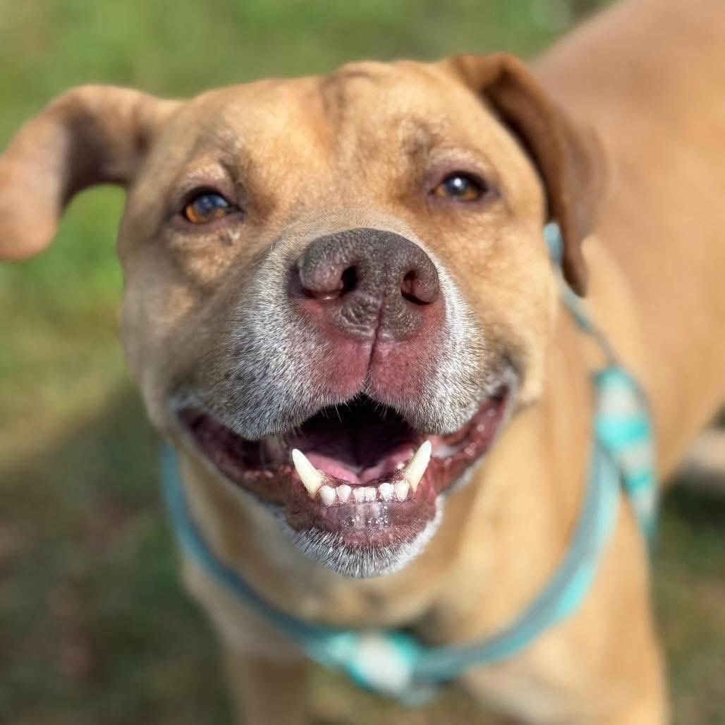 Twiggy, Adoptable, Adult Male Retriever & Shar-Pei.