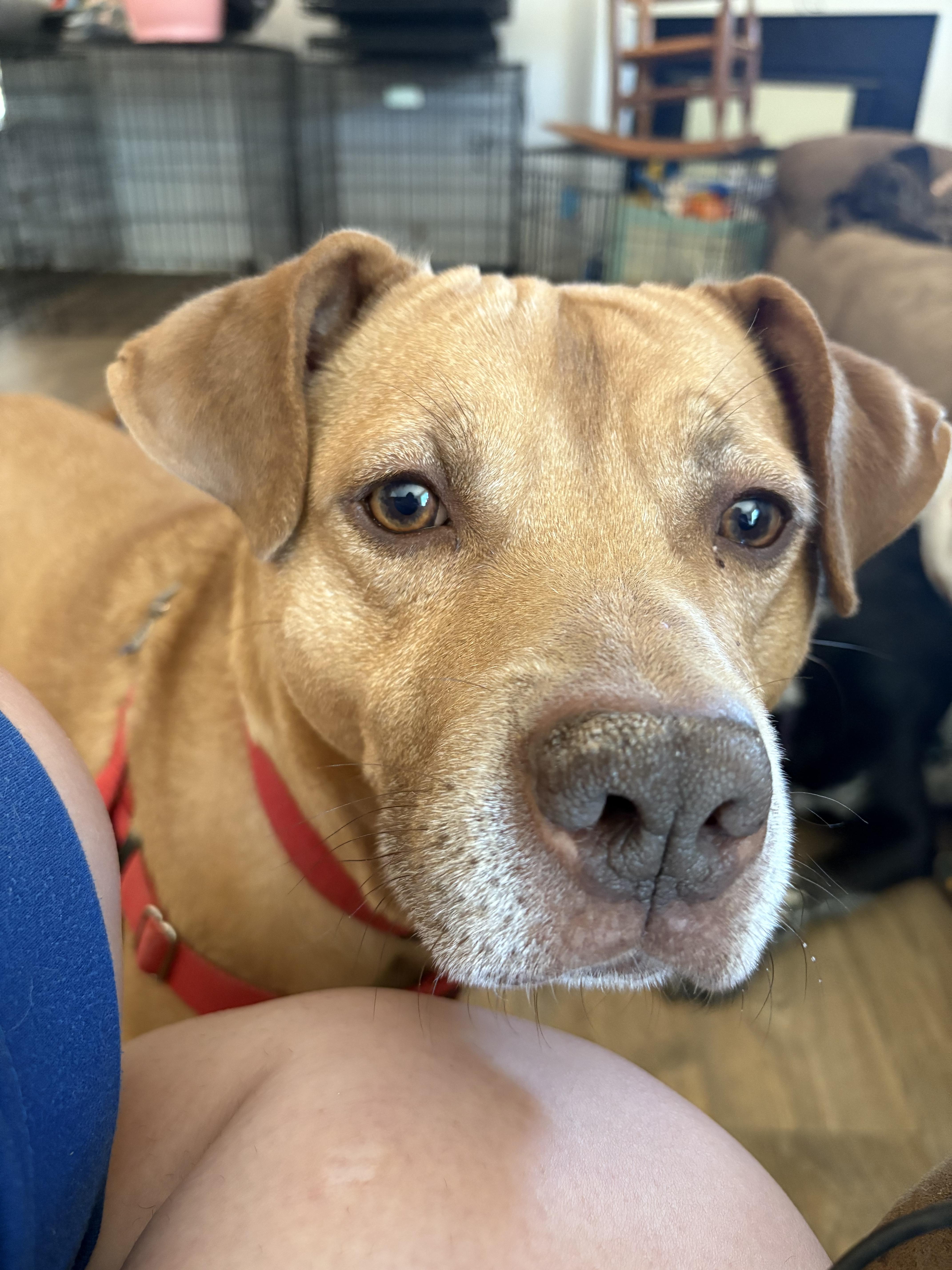 Enlarge Twiggy, a Adoptable mixed breed in greer, SC image 3/4
