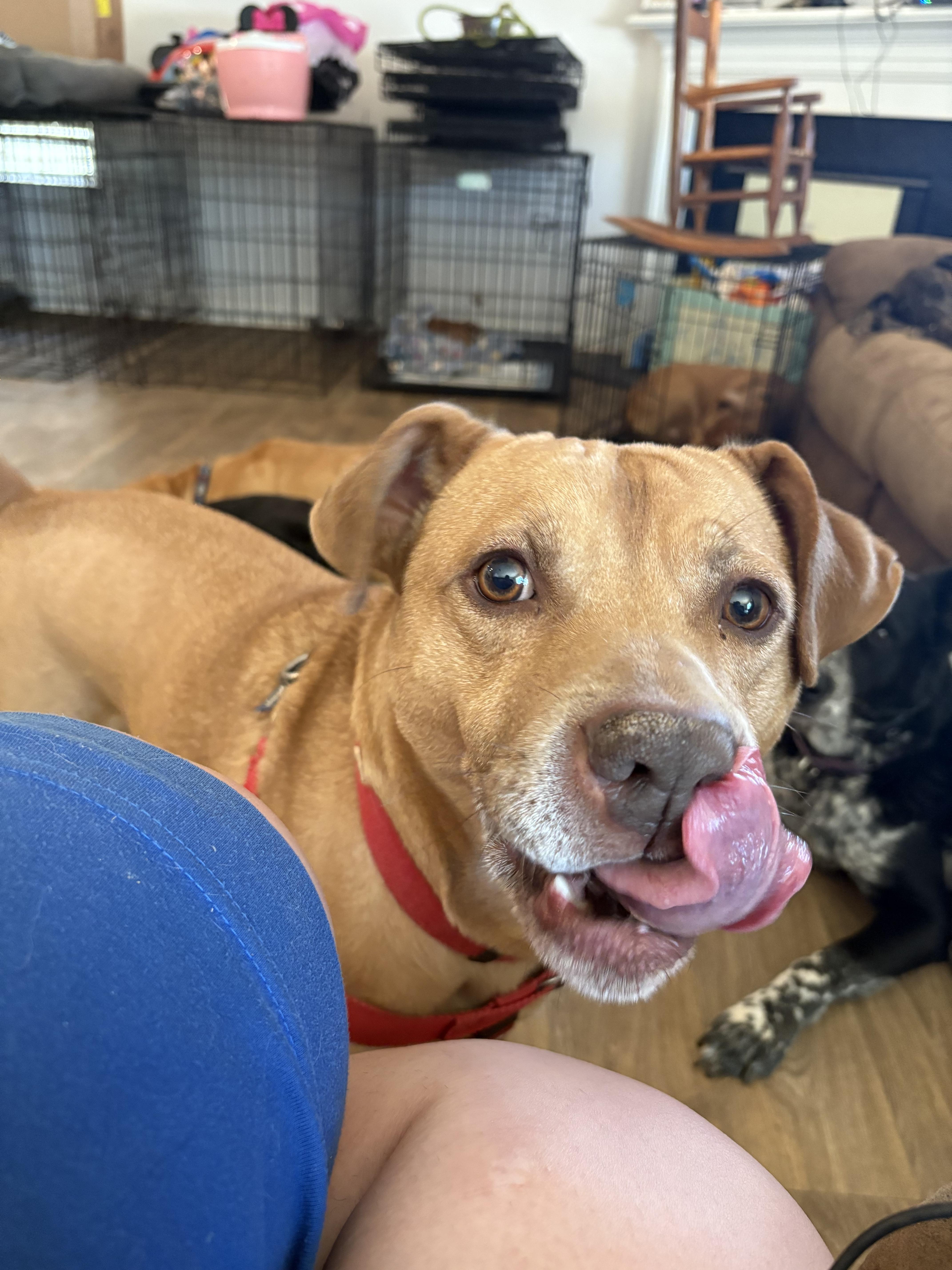 Enlarge Twiggy, a Adoptable mixed breed in greer, SC image 4/4