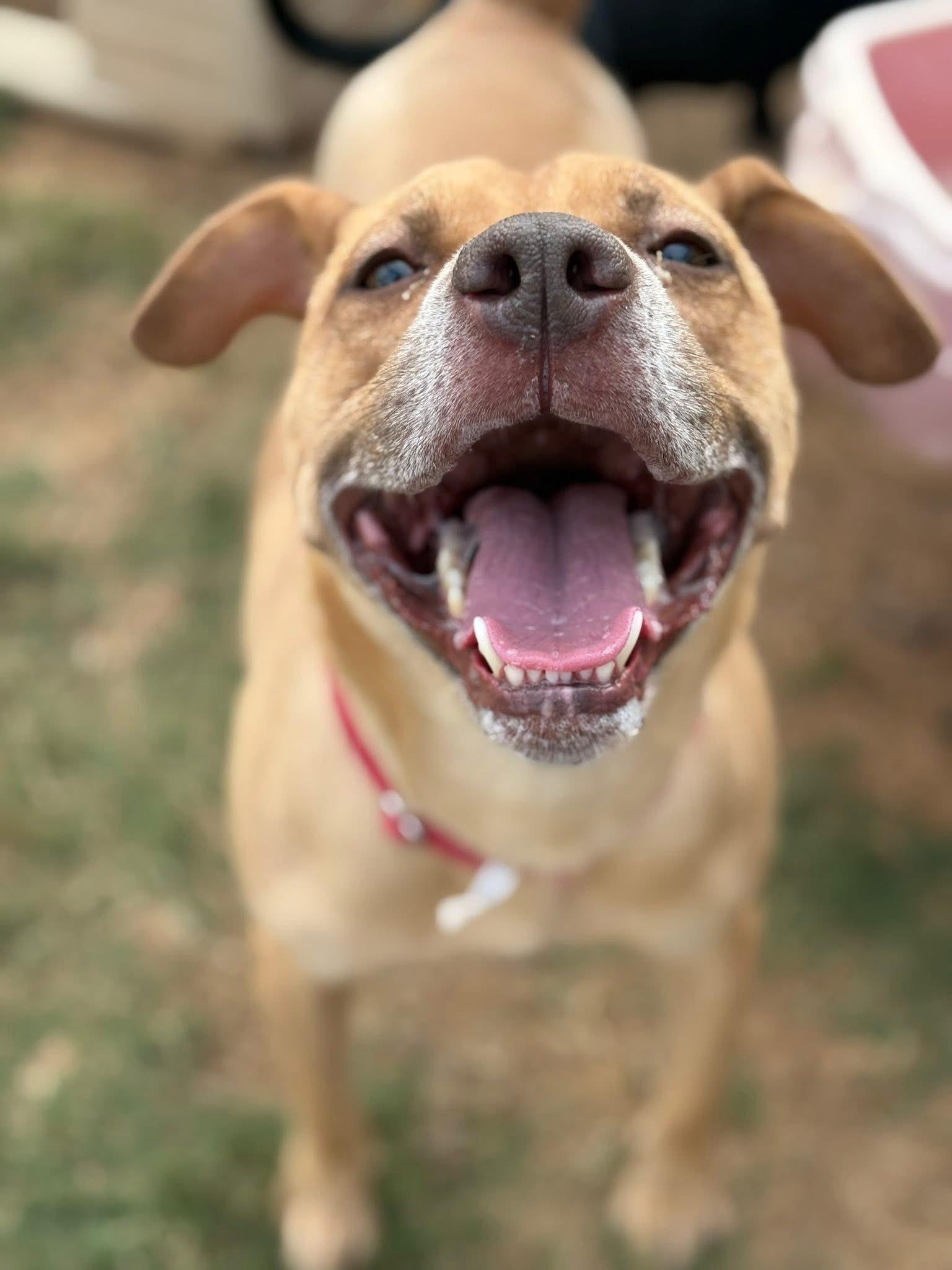 Enlarge Twiggy, a Adoptable mixed breed in greer, SC image 2/4