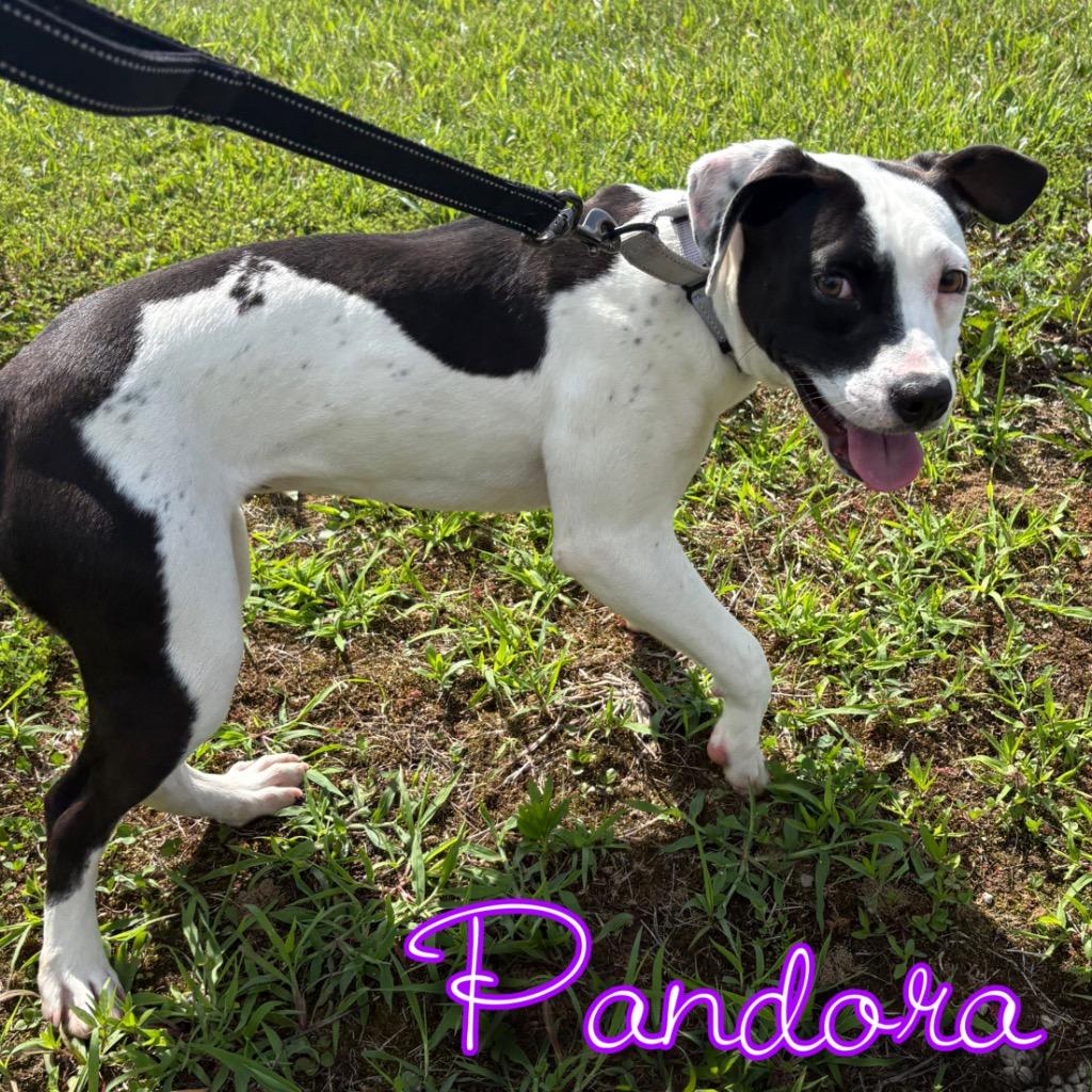 Pandora, Adoptable, Young Female Pit Bull Terrier & Mixed Breed.