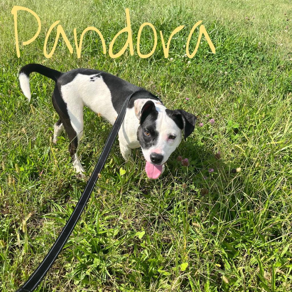 Enlarge Pandora, a Adoptable mixed breed in Hillsboro, OH image 2/6