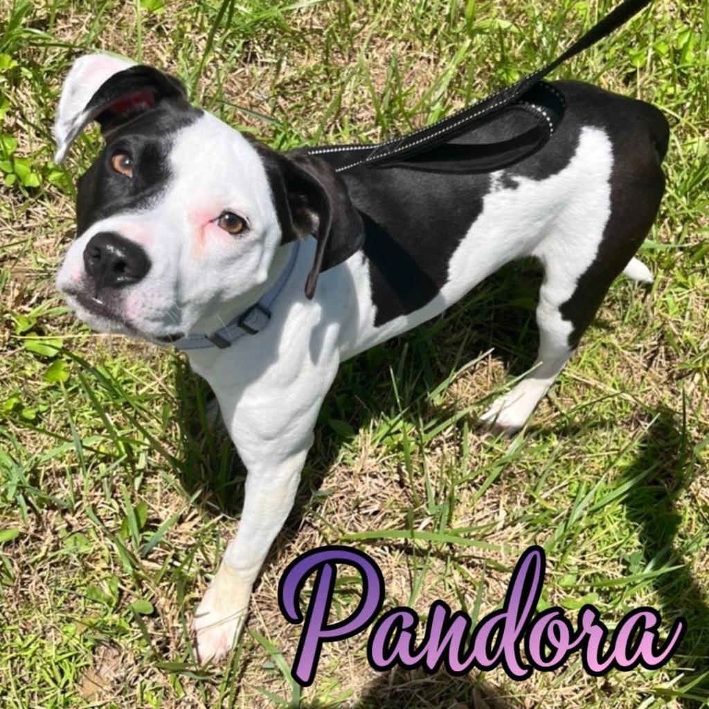 Enlarge Pandora, a Adoptable mixed breed in Hillsboro, OH image 3/6