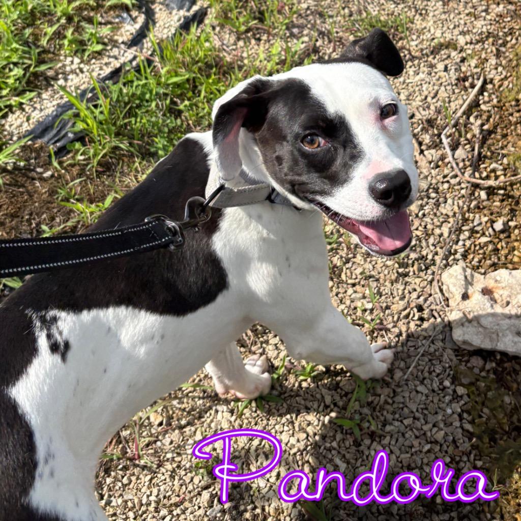 Enlarge Pandora, a Adoptable mixed breed in Hillsboro, OH image 4/6