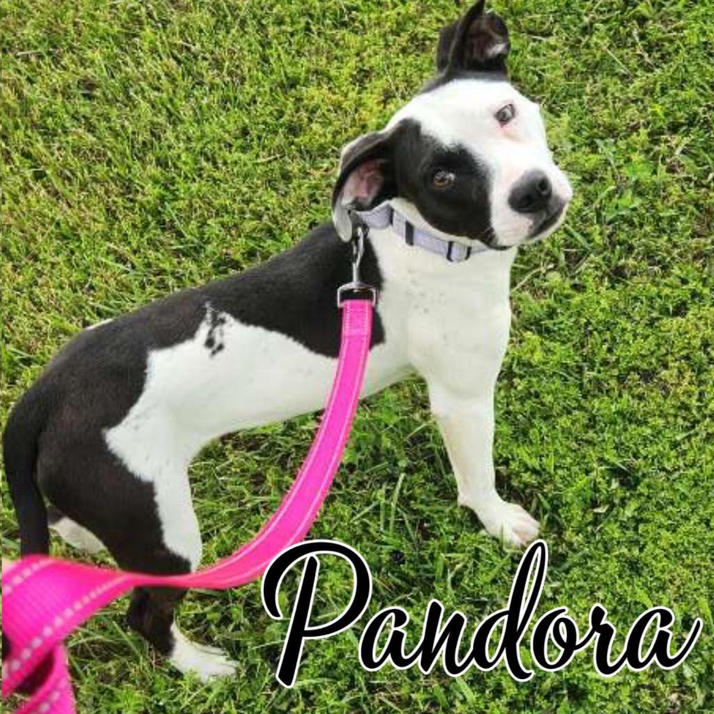 Enlarge Pandora, a Adoptable mixed breed in Hillsboro, OH image 5/6