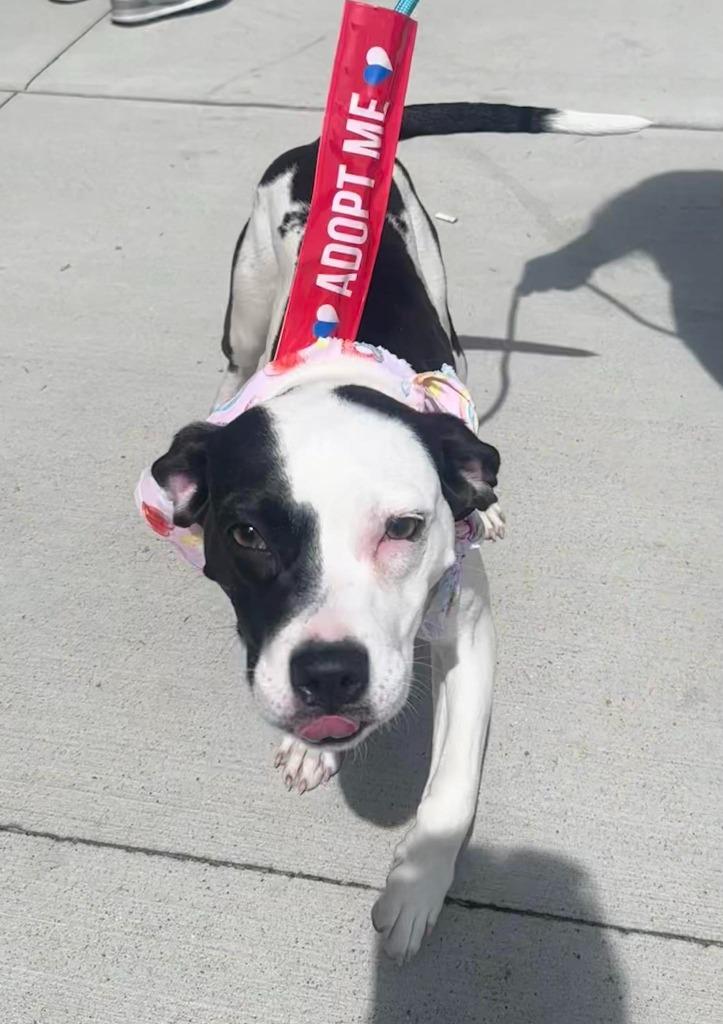 Enlarge Pandora, a Adoptable mixed breed in Hillsboro, OH image 6/6