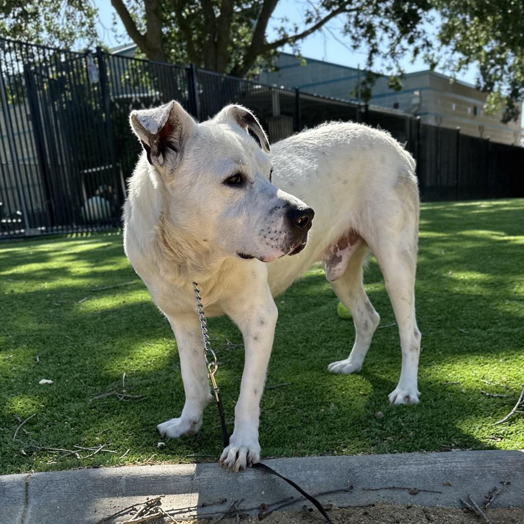 Enlarge Wyatt - ECAS, a Adoptable mixed breed in Pleasanton, CA image 1/5
