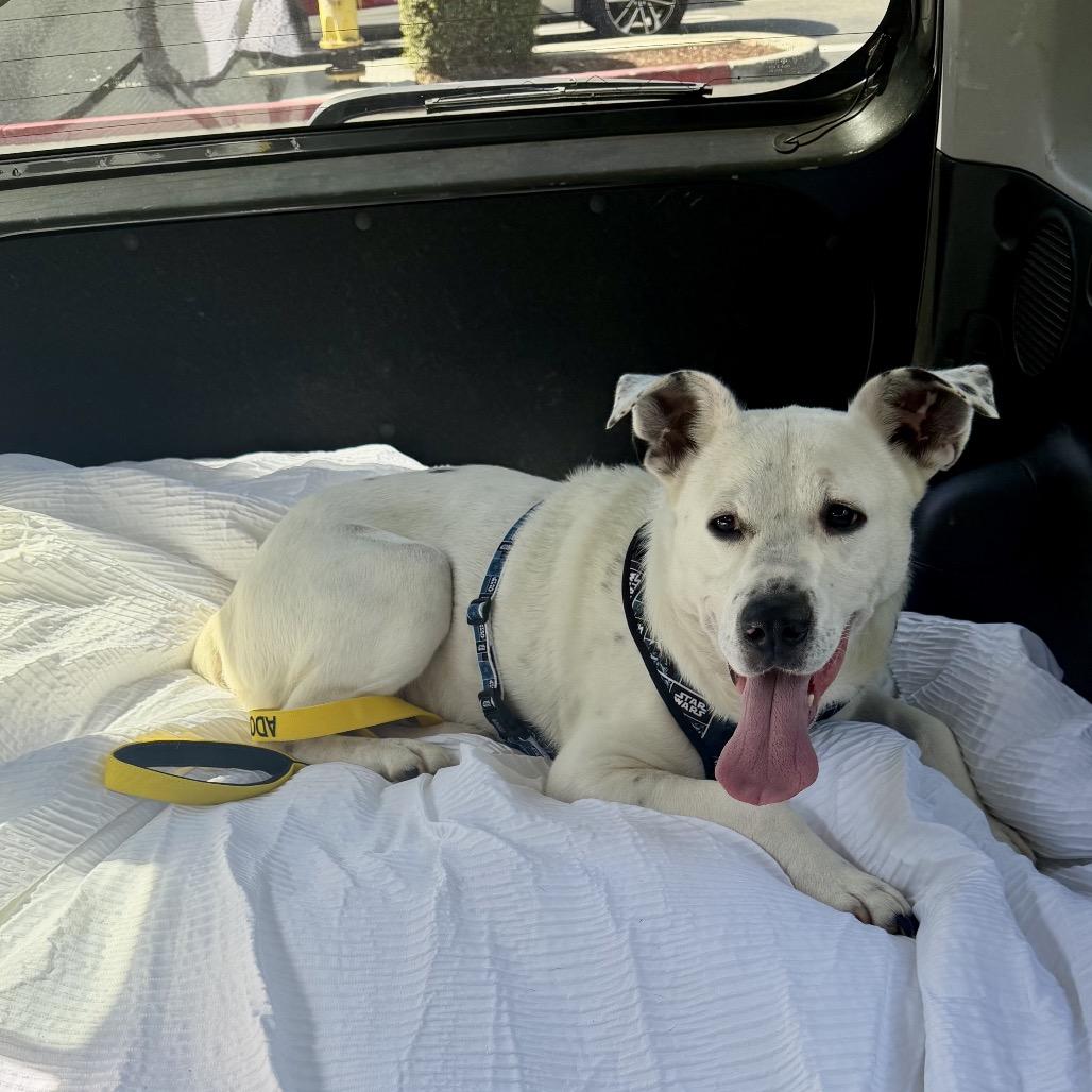 Enlarge Wyatt - ECAS, a Adoptable mixed breed in Pleasanton, CA image 2/5