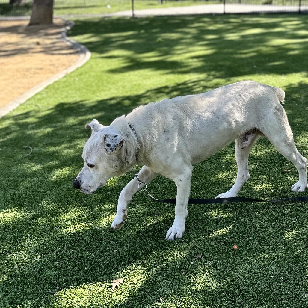 Enlarge Wyatt - ECAS, a Adoptable mixed breed in Pleasanton, CA image 3/5