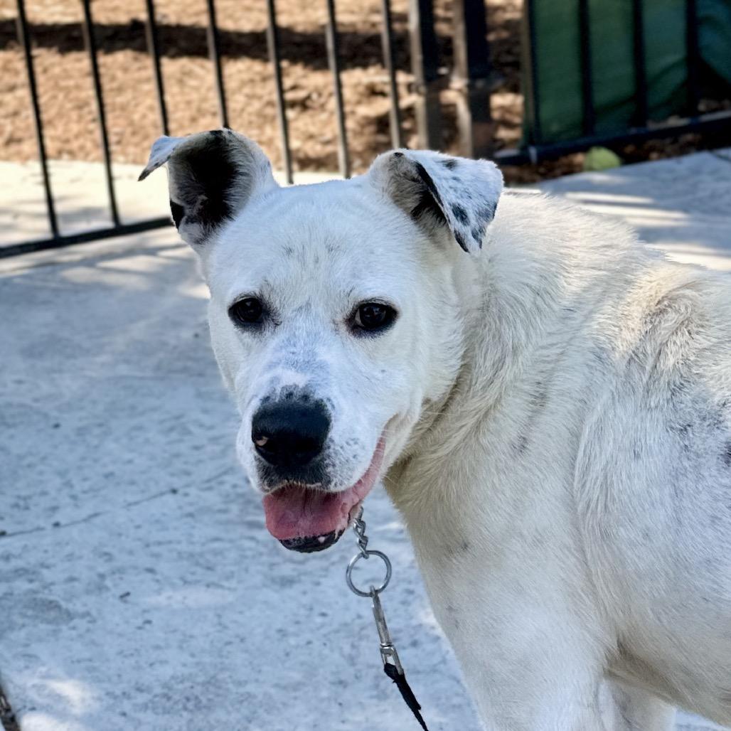 Enlarge Wyatt - ECAS, a Adoptable mixed breed in Pleasanton, CA image 4/5