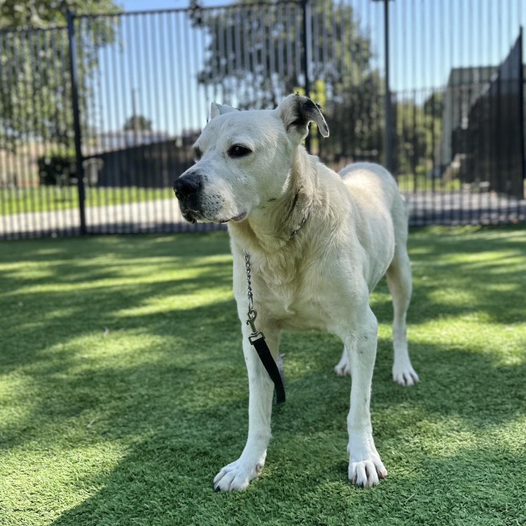 Wyatt - ECAS, a Adoptable mixed breed in Pleasanton, CA image 6/6