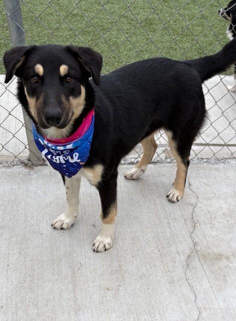 Blackberry, Adoptable, Young Female Shepherd.