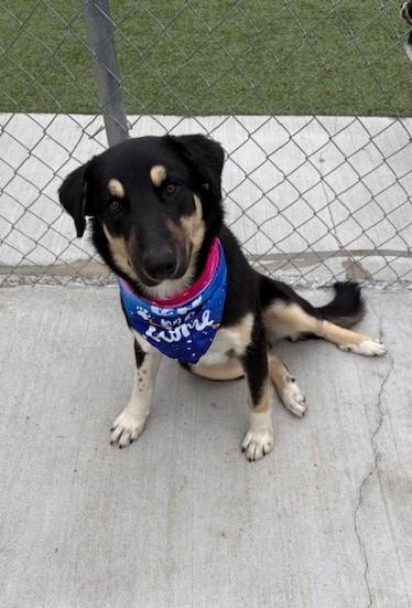 Blackberry, a Adoptable mixed breed in Fayetteville, AR image 2/6