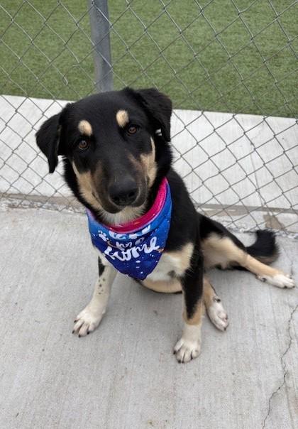 Blackberry, a Adoptable mixed breed in Fayetteville, AR image 3/6