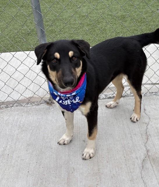Blackberry, a Adoptable mixed breed in Fayetteville, AR image 4/6