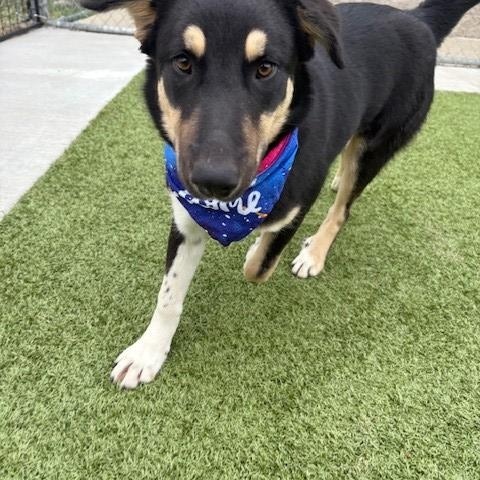 Blackberry, a Adoptable mixed breed in Fayetteville, AR image 5/6