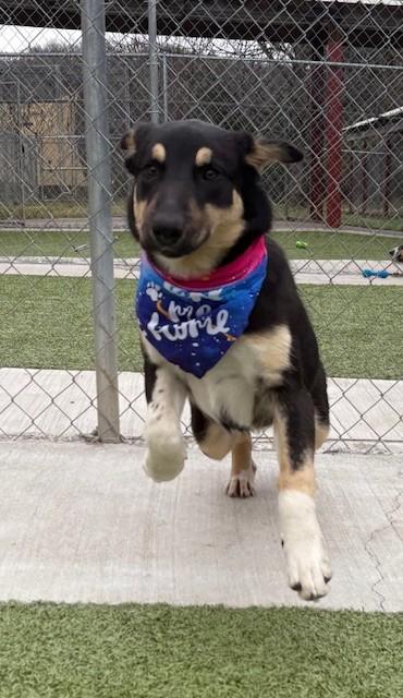 Blackberry, a Adoptable mixed breed in Fayetteville, AR image 6/6