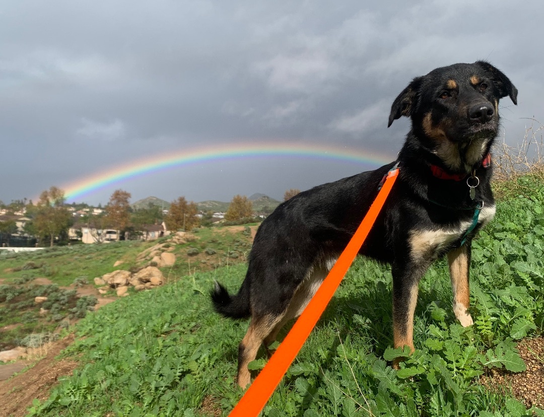 Tengu, a Adoptable mixed breed in Riverside, CA image 1/6