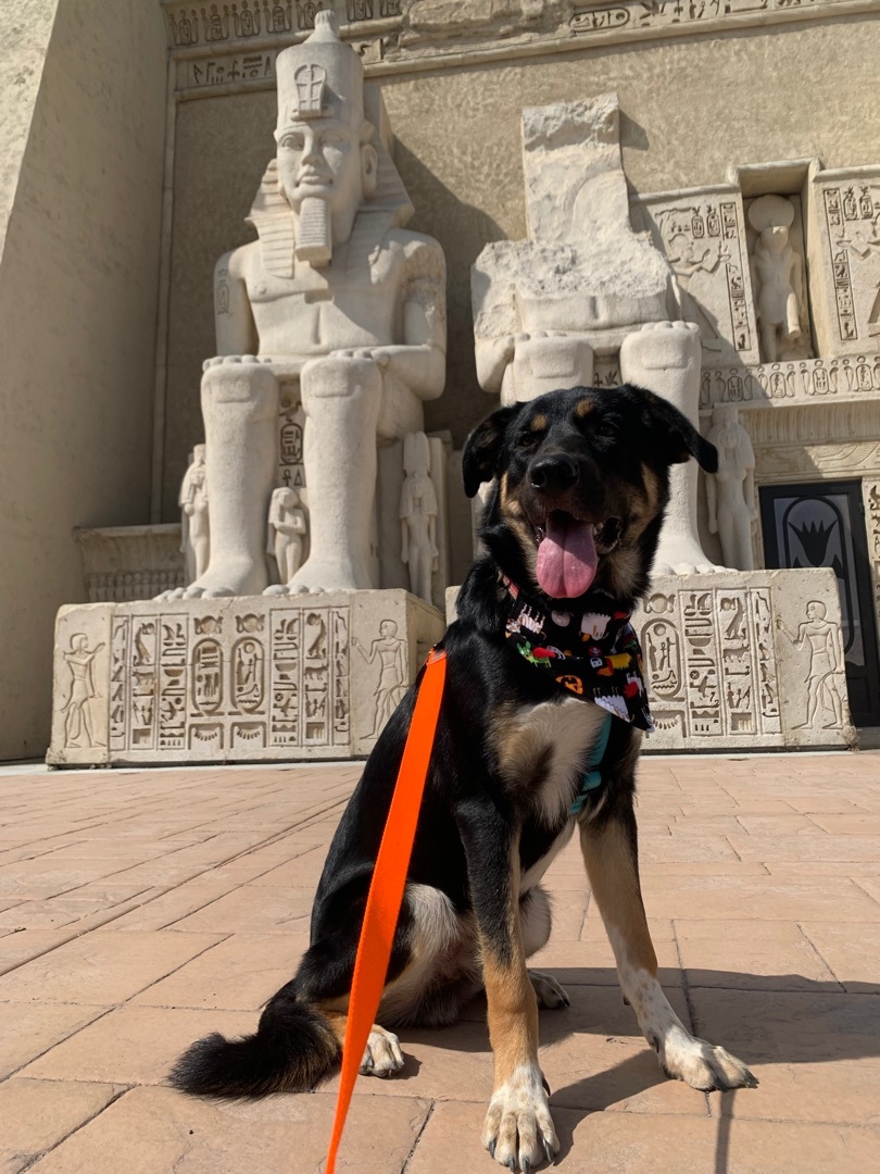 Tengu, a Adoptable mixed breed in Riverside, CA image 2/6