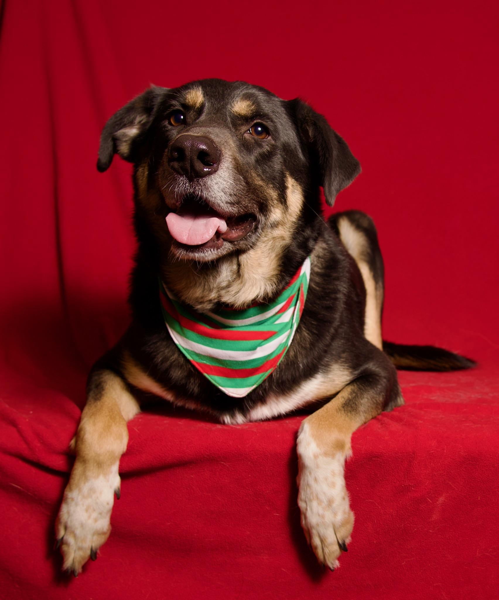 Enlarge Tengu, a Adoptable mixed breed in Riverside, CA image 3/4