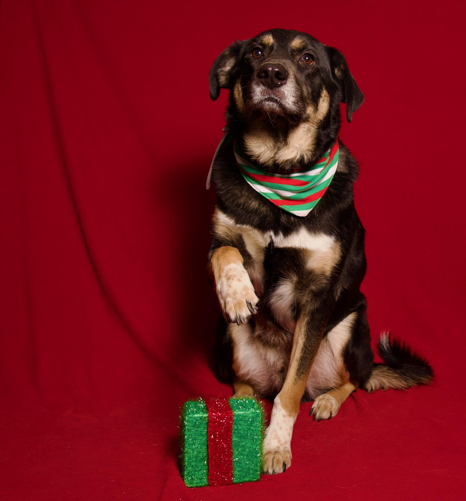 Enlarge Tengu, a Adoptable mixed breed in Riverside, CA image 4/4