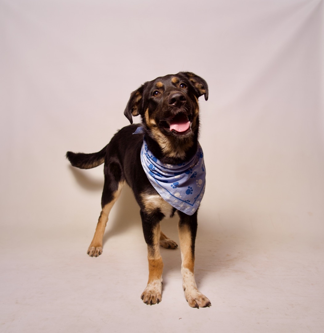 Tengu, a Adoptable mixed breed in Riverside, CA image 3/6