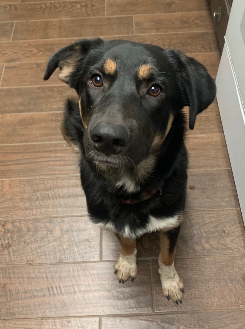 Tengu, a Adoptable mixed breed in Riverside, CA image 4/6