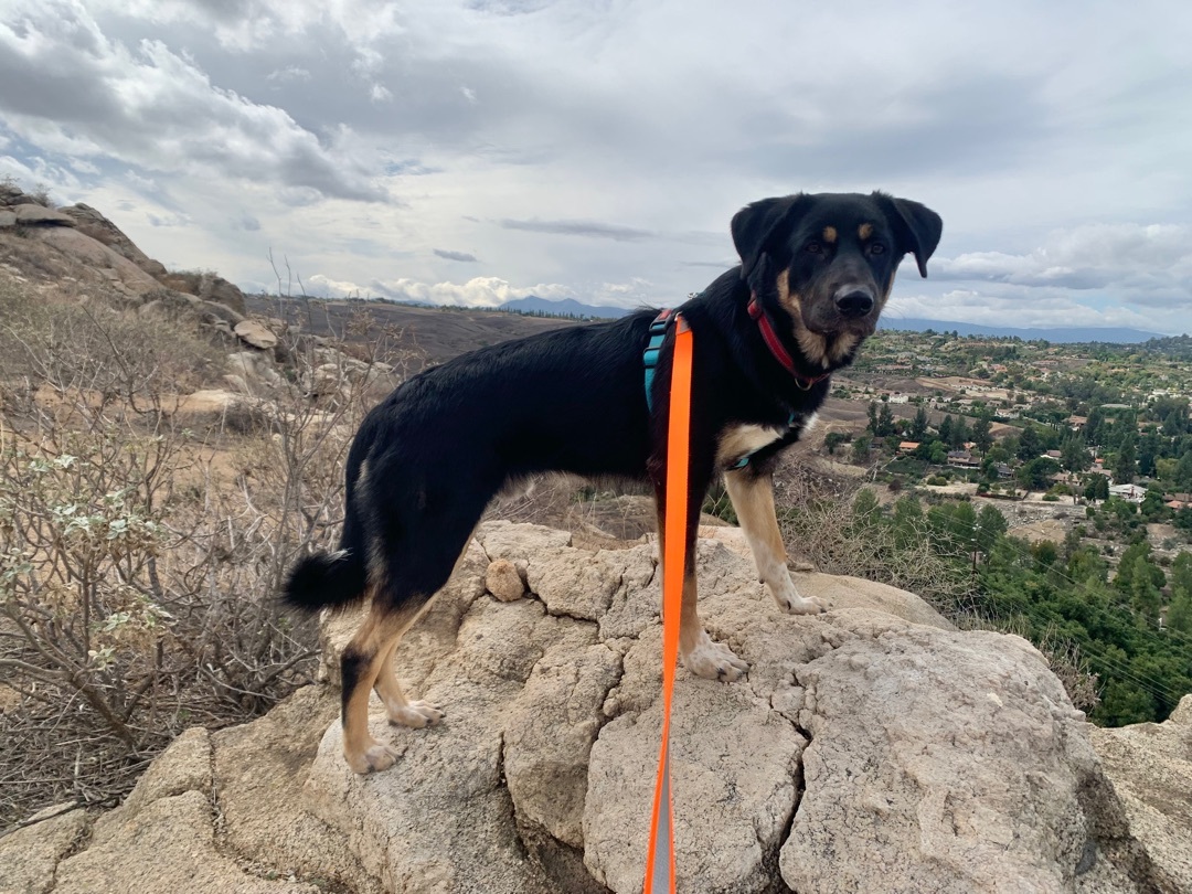 Tengu, a Adoptable mixed breed in Riverside, CA image 5/6