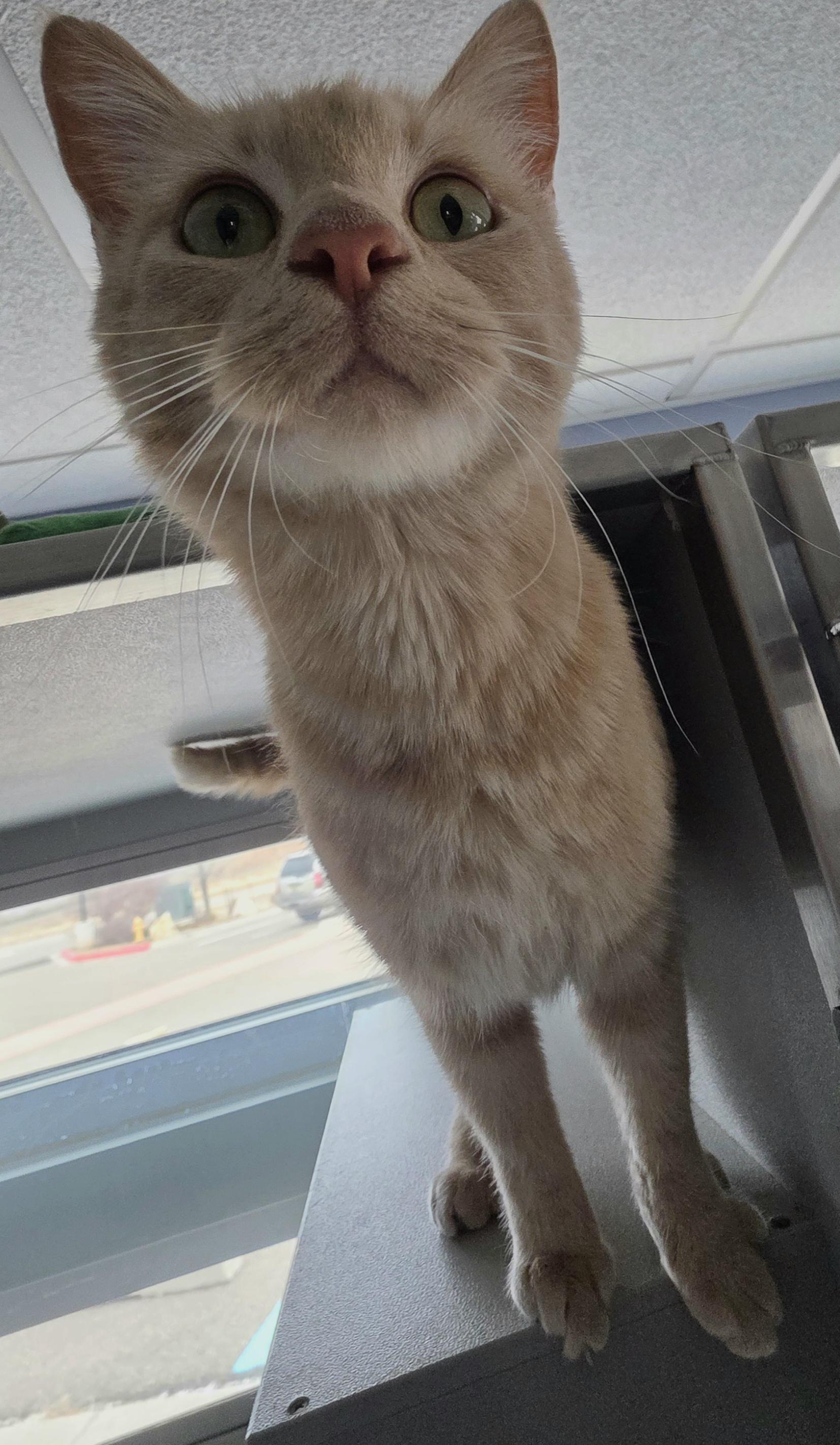 Enlarge Cheddar, a ADOPTABLE Domestic Short Hair in Edgewood, NM image 1/1